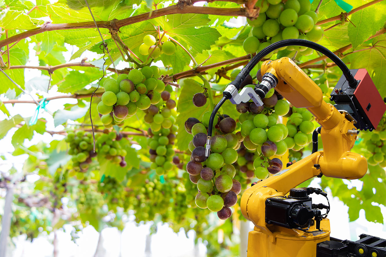 robot arm picking grapes on vine