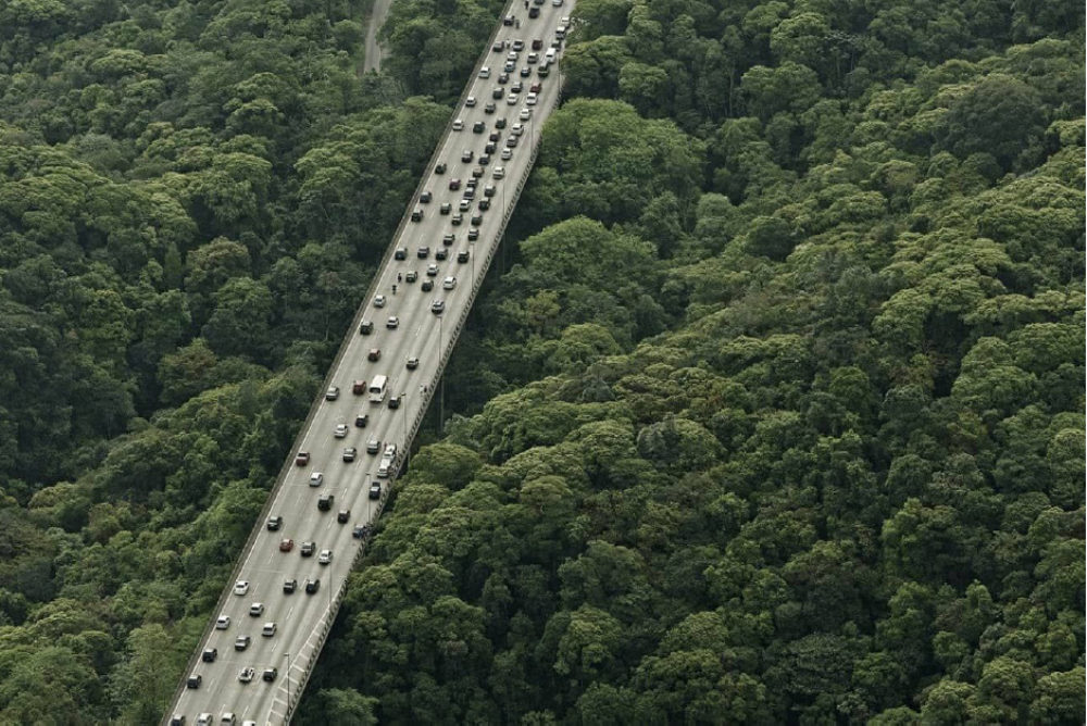 São Paulo Rainforest