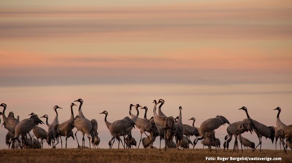 Cranes standing in twilight landscape - Photo Cred_1200.jpg