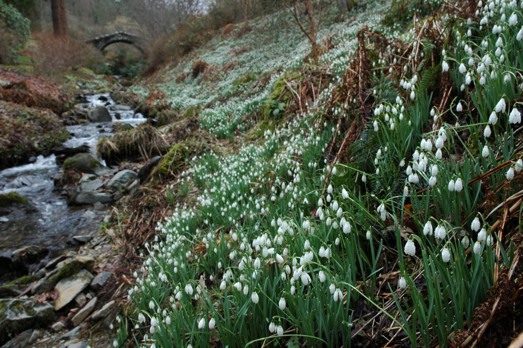 The banks of the Scrape Burn at Dawyck Botanic Garden offer the ideal opportunity for snowdrop spotting this February.