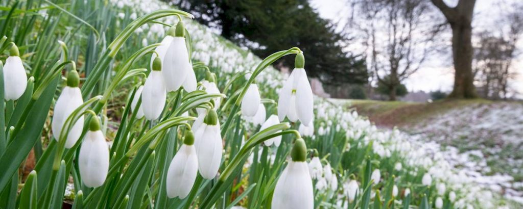 Snowdrop spotting at Dryburgh Abbey