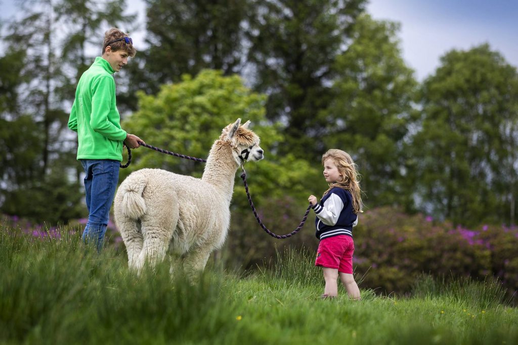 Kids of all Ages, Galloway Alpacas