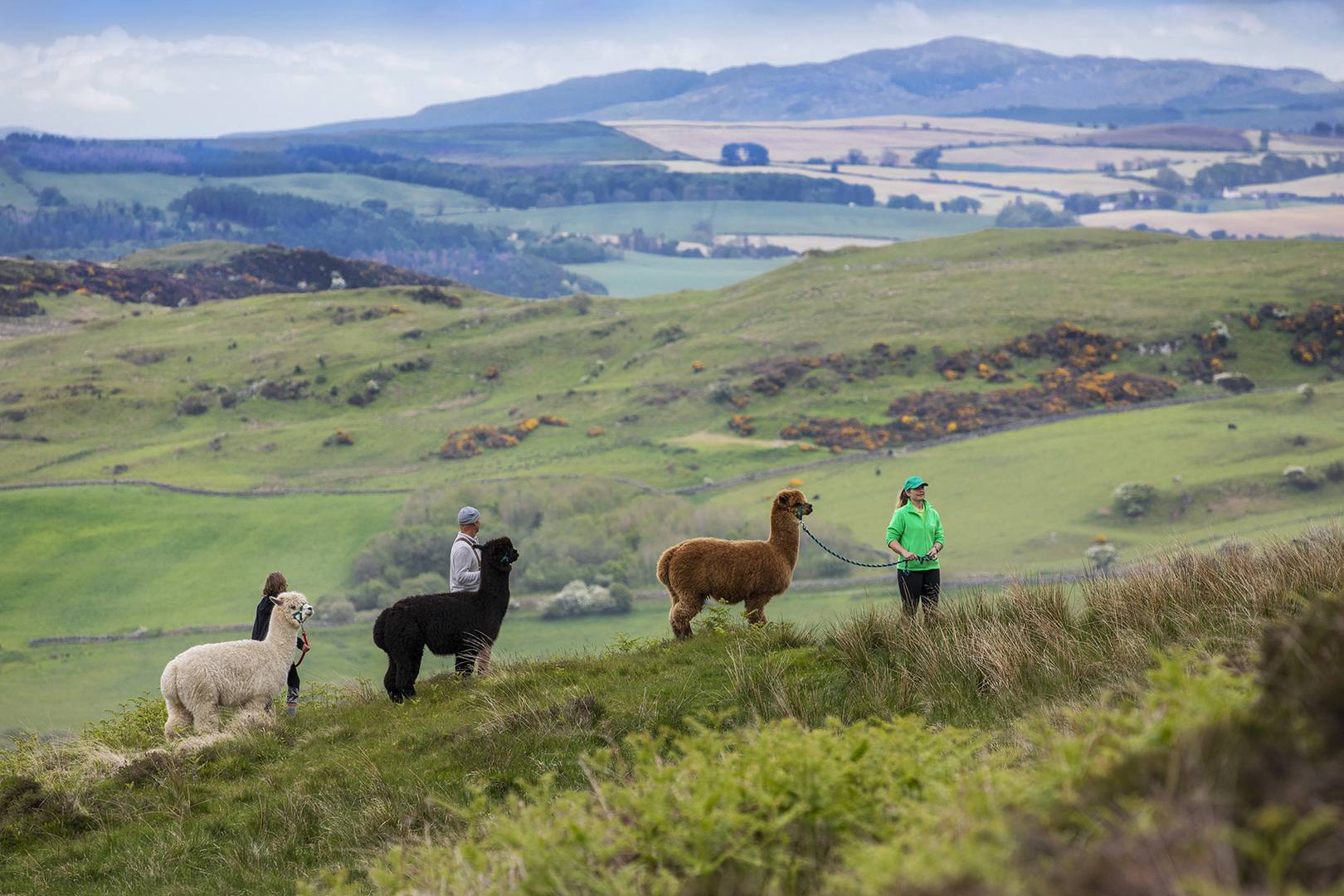 Stunning walks, Galloway Alpacas