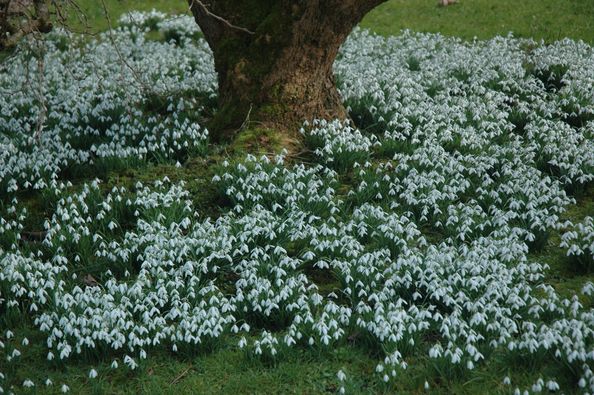 Snowdrop weekends at Logan Botanic Gardens offer the ideal opportunity to go snowdrop spotting.