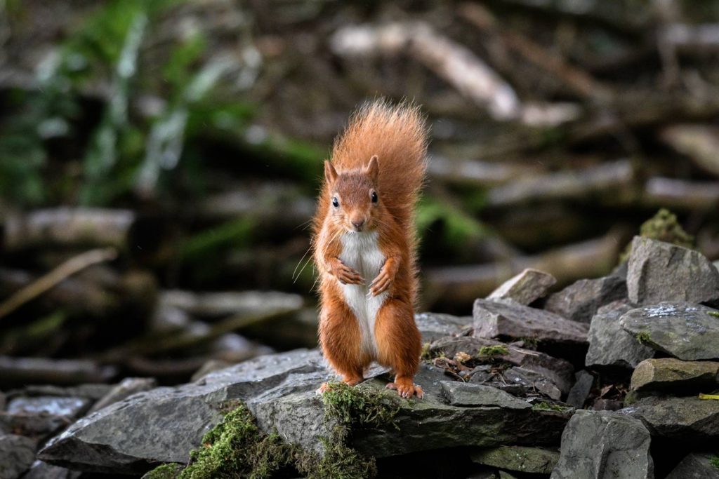 Secret life of Kirkcudbright - there's a great Red squirrel hide at Barrhill Woods near the town, Dumfries and Galloway, Go Wild Scotland