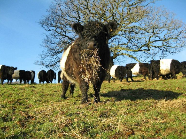 Kilnford Beltie Galloways, Kilnford Farm Retail Ltd.