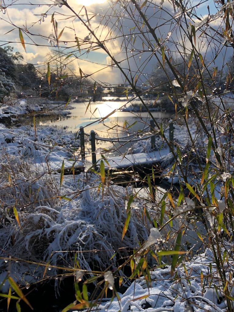 Snowy morning at Glenwhan Gardens, Glenwhan Gardens