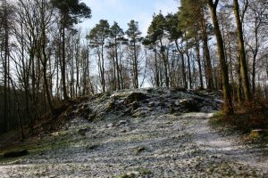 Image of Cally Woods Trail