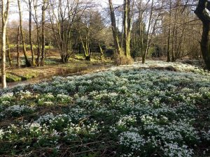 Image of Garrie's Wood