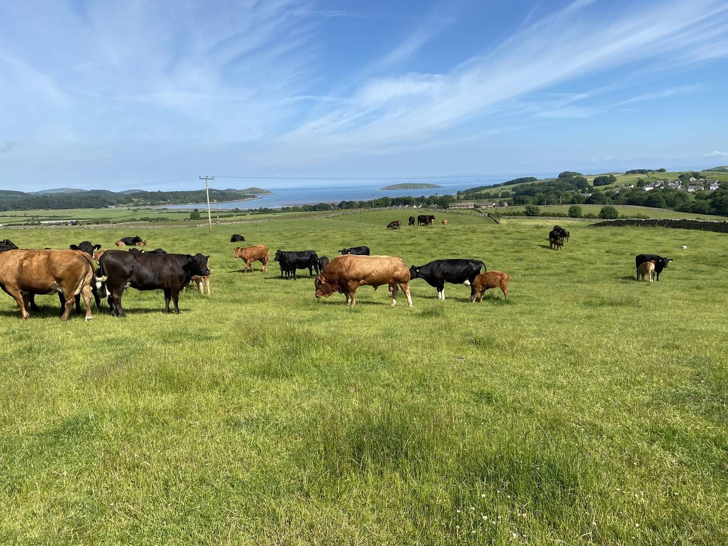 Our cows have a view too, FE2022