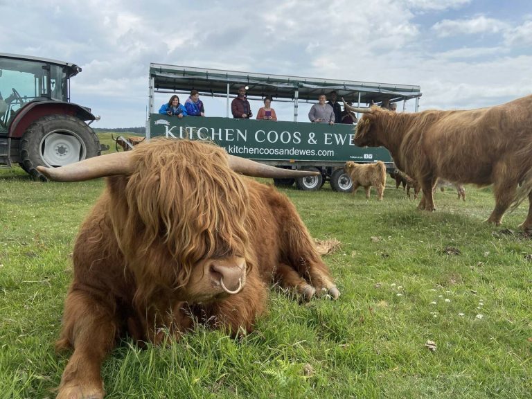 Highland Bull with Safari Trailer, Kitchen Coos & Ewes Ltd