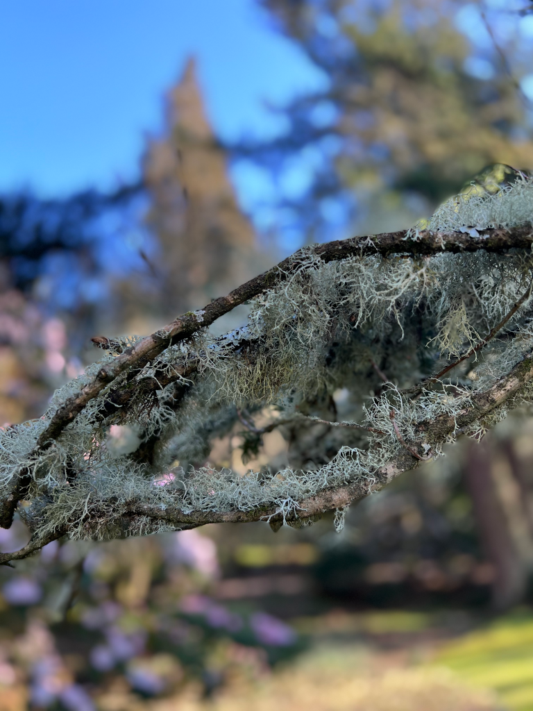 Lichen at Dawyck Botanical Garden in the Scottish Borders on a family walking trip with the Hillwalking Hijabi.
