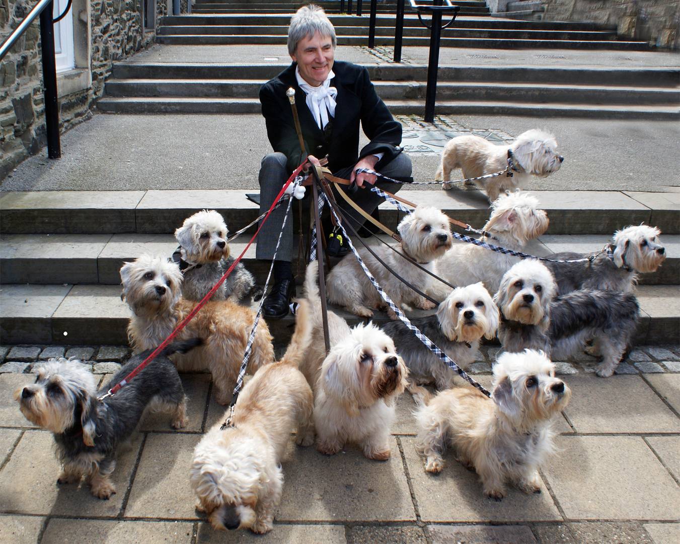 what kind of dog is a dandie dinmont