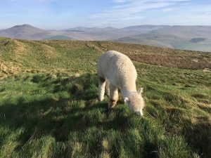 Image of Beirhope Alpacas