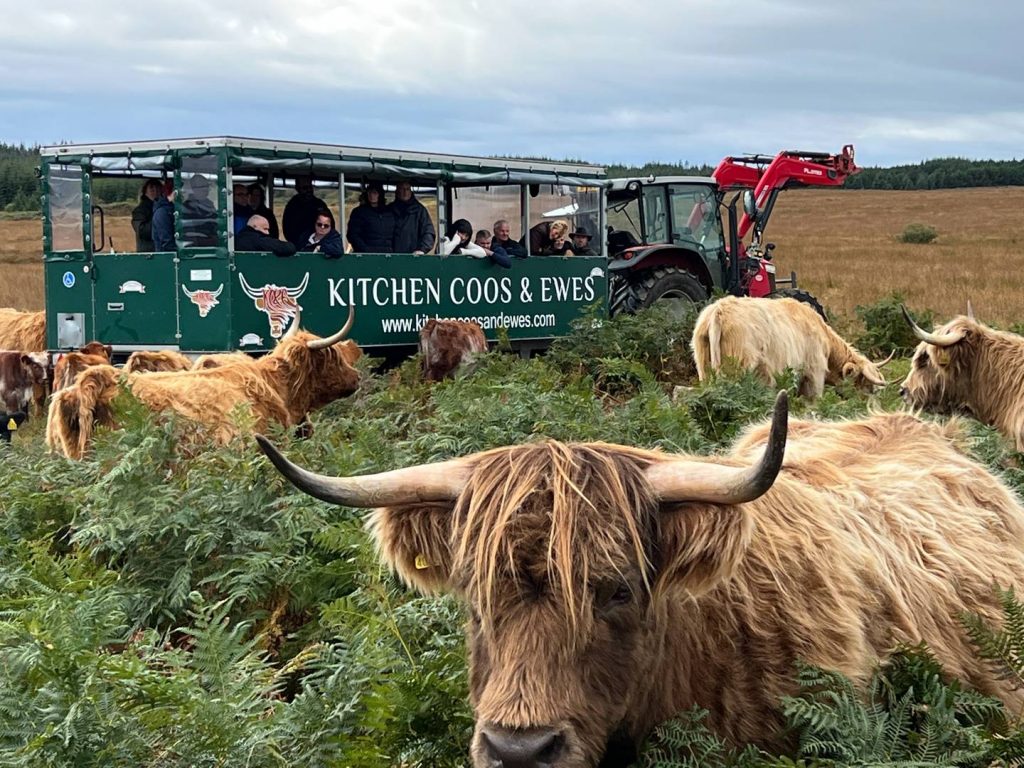 On the hill, Kitchen Coos & Ewes