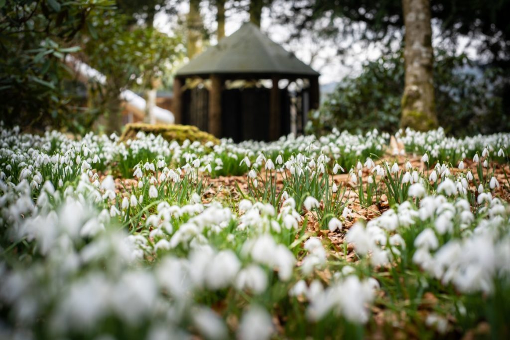 Snowdrops at Drumlanrig Castle will be on display the first weekend in March 2023.