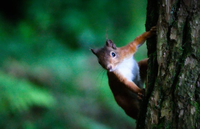 A red squirrel on a tree in a Scottish Borders forest, Gethin Chamberlain
