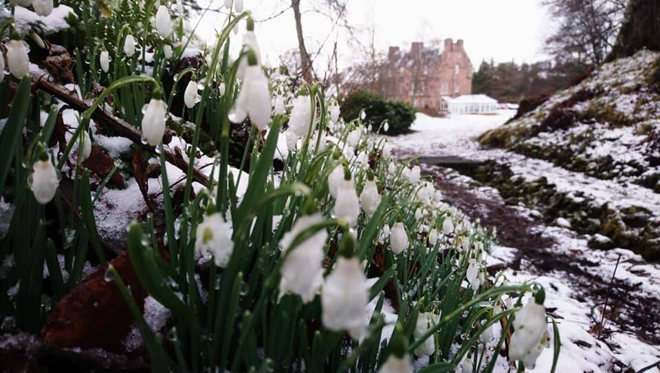 Snowdrops at Cringletie, visit our snowdrop festival this February and March, Cringletie