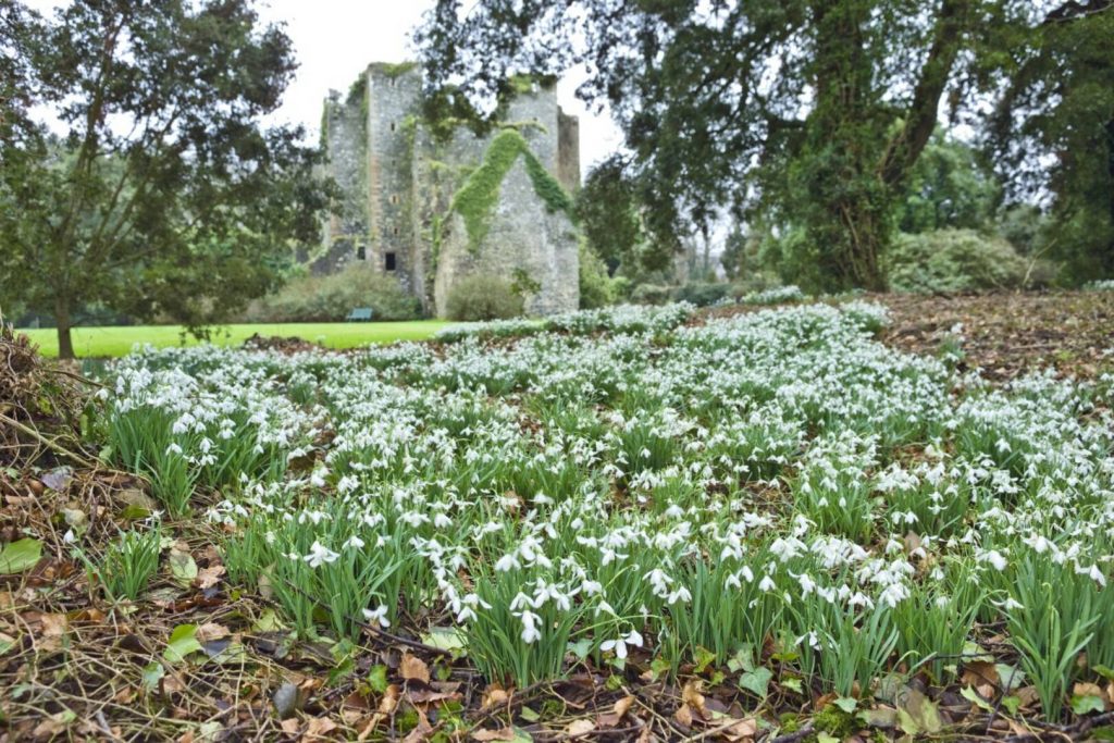 A drift of snowdrops in front of the ruin at Castle Kennedy Gardens, Andrea Jones