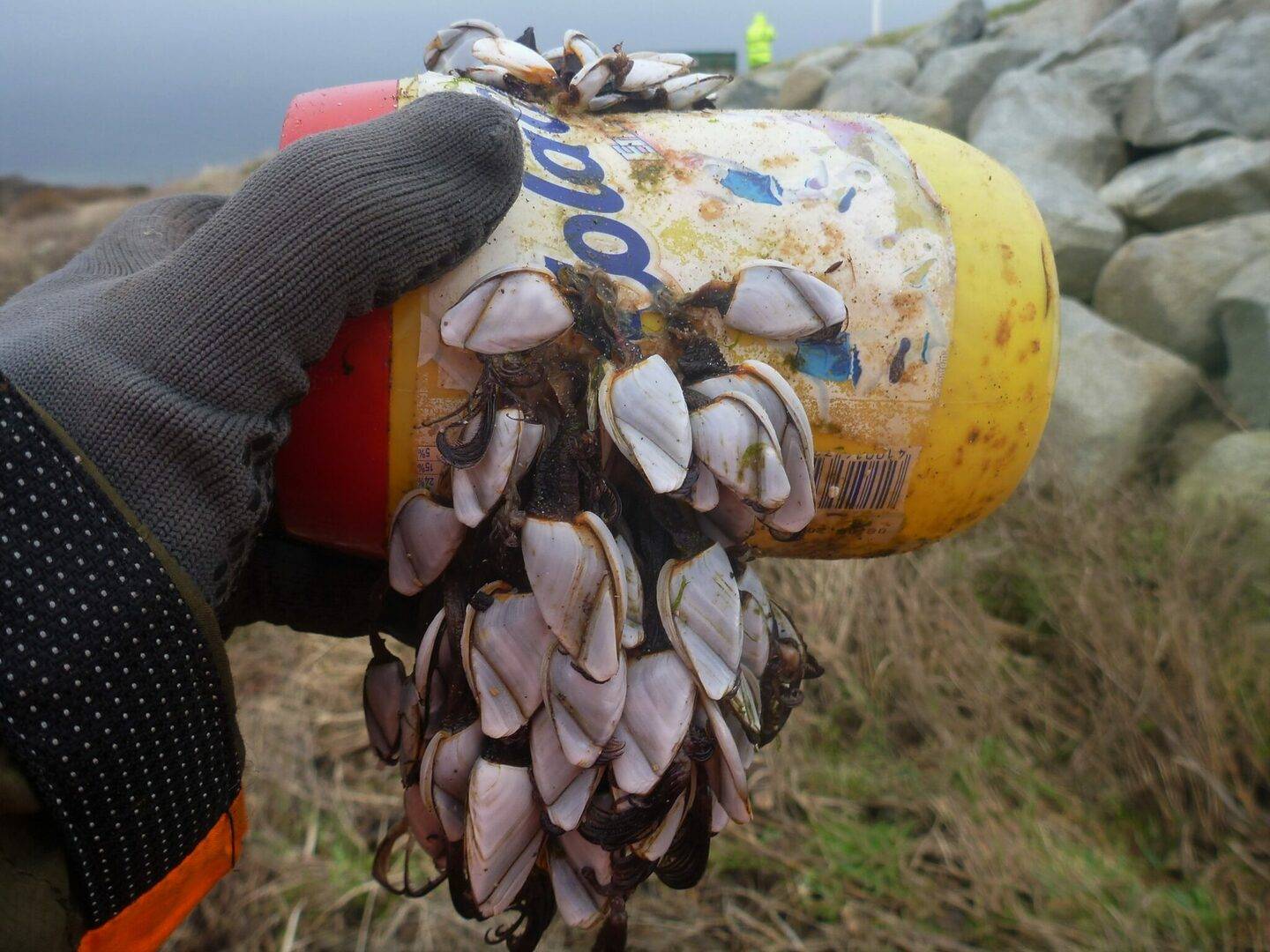 Image of a plastic tub covered in barnacles, held by a gloved hand., The Stove Network