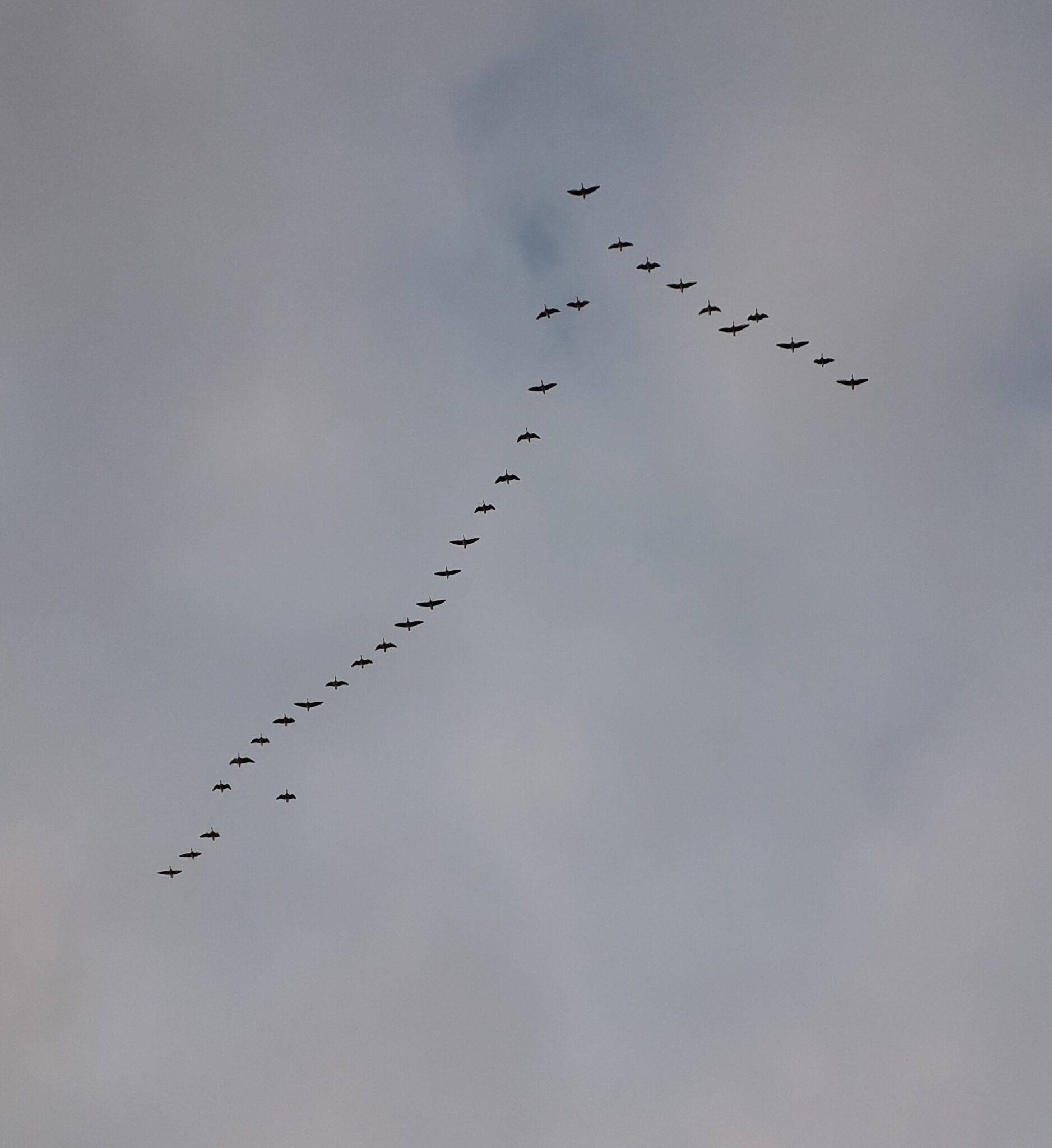 A skein of geese flying in a V formation in the sky