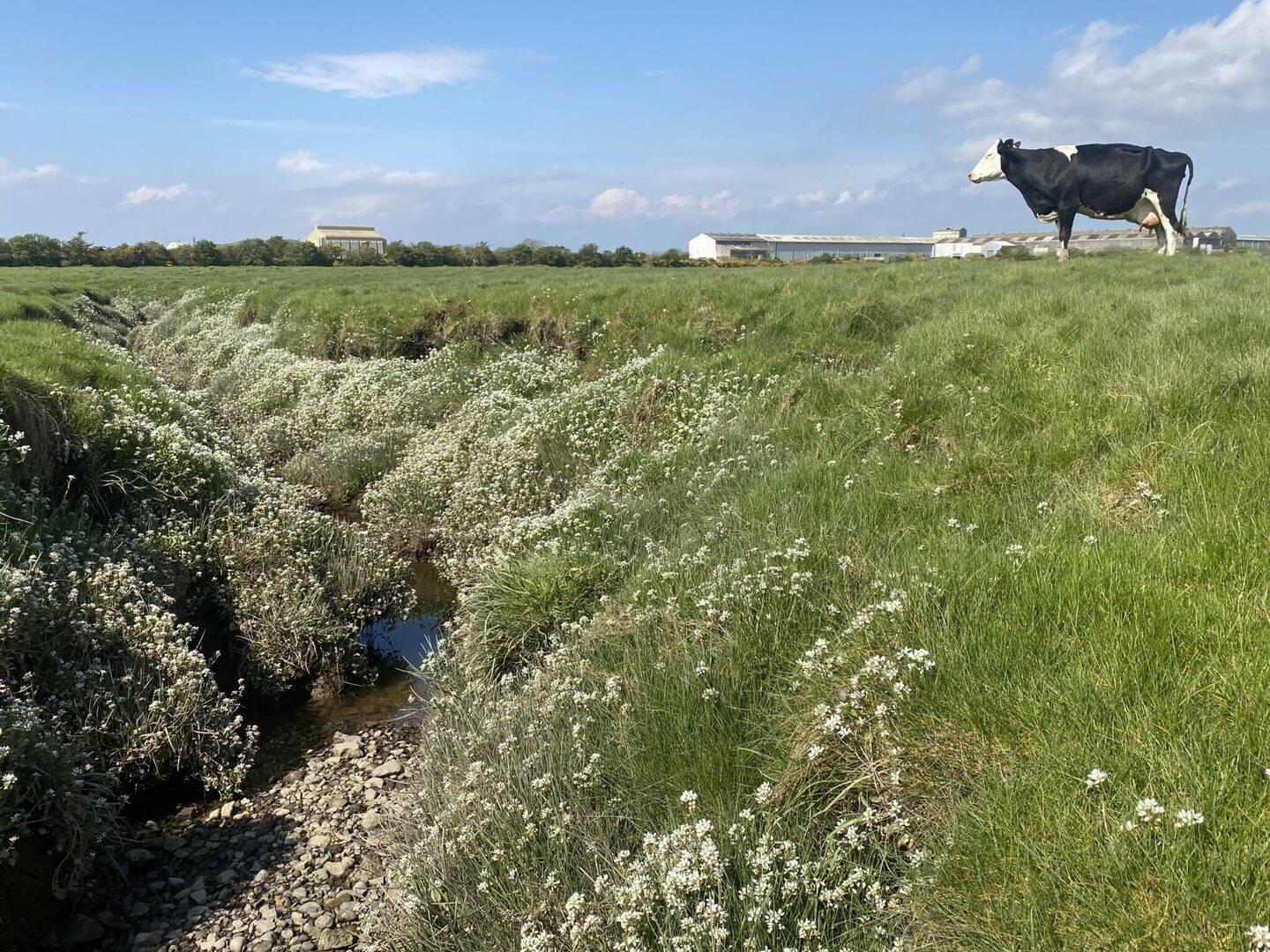 A saltmarsh field with green grass, with a single cow standing to the right