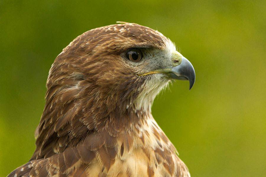 Image of Birds of Prey - KG Hawks