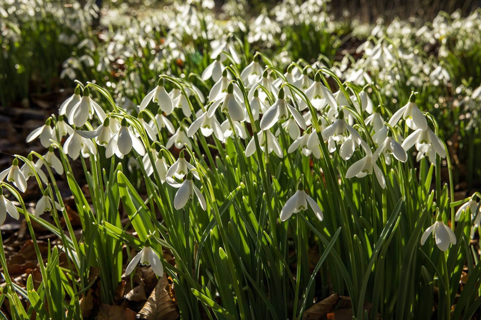 Kailzie Gardens Snowdrop Festival, Kailzie Estate