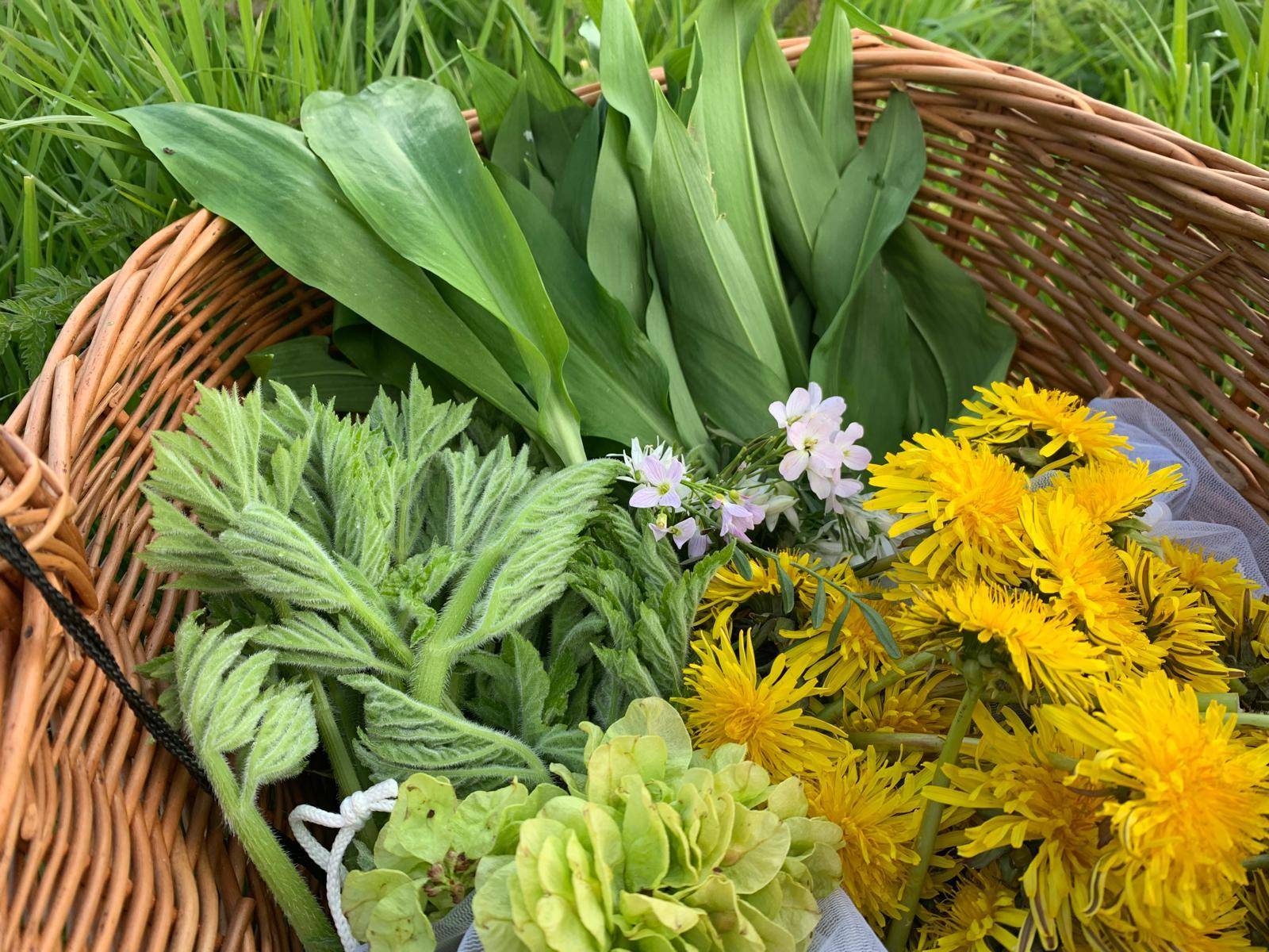 Foraging Basket, AmongTheWoodsAndWaters