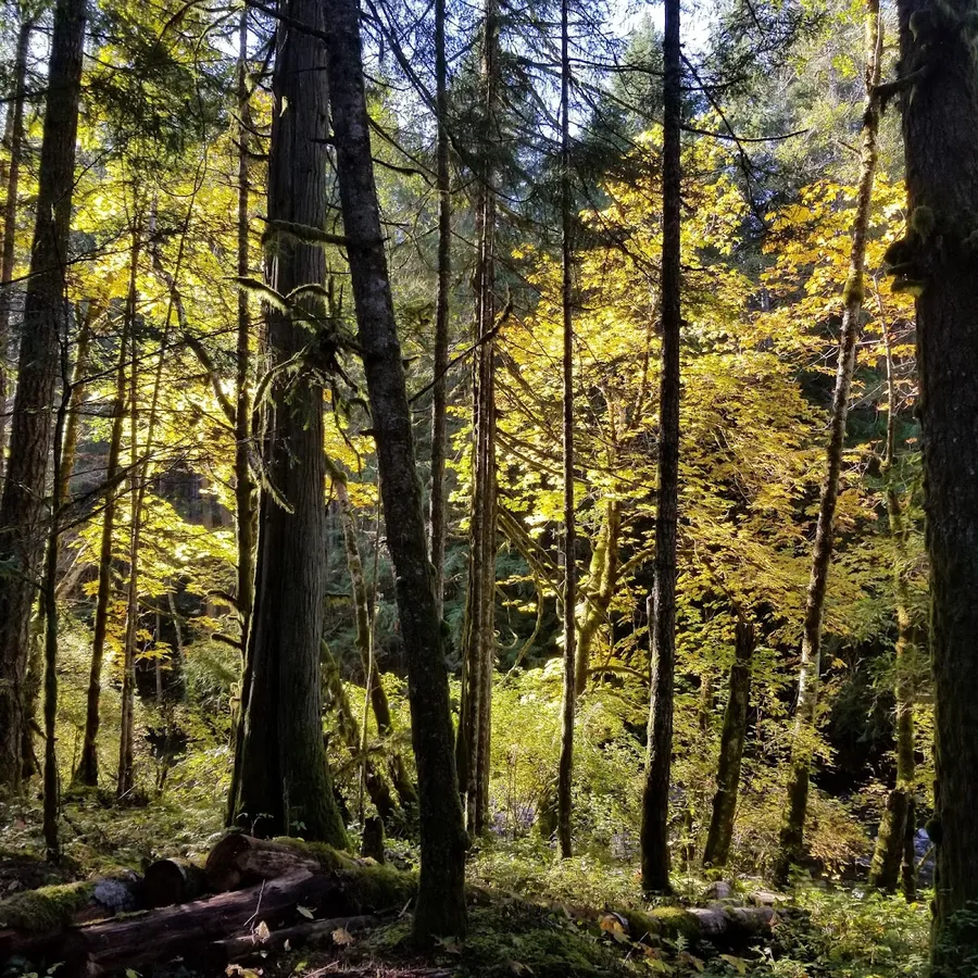 Little Qualicum Falls Local Trail Access