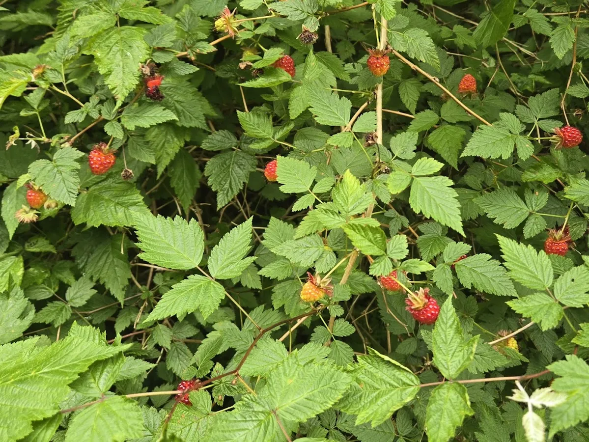Qualicum Land Reclamation Site