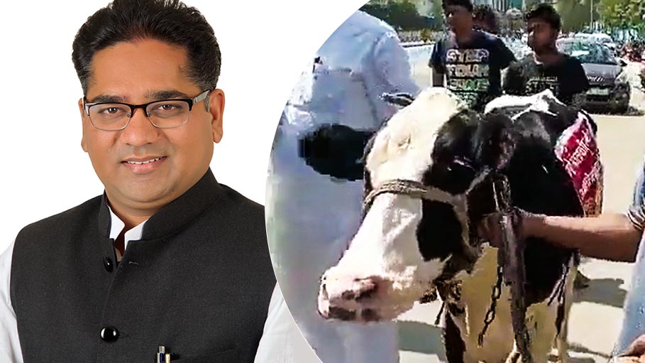 MLA Brings Cow to Assembly, It Runs away: Rajasthan