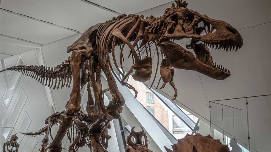 Controversial Dinosaur Skeleton Auction Cancelled: Hong Kong
