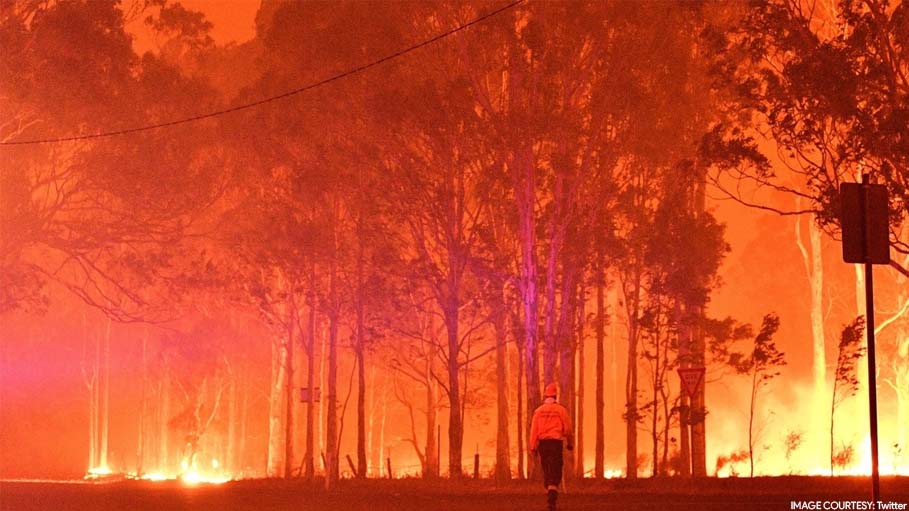 3 Billion Animals Killed, Displaced by Australia's Bushfires