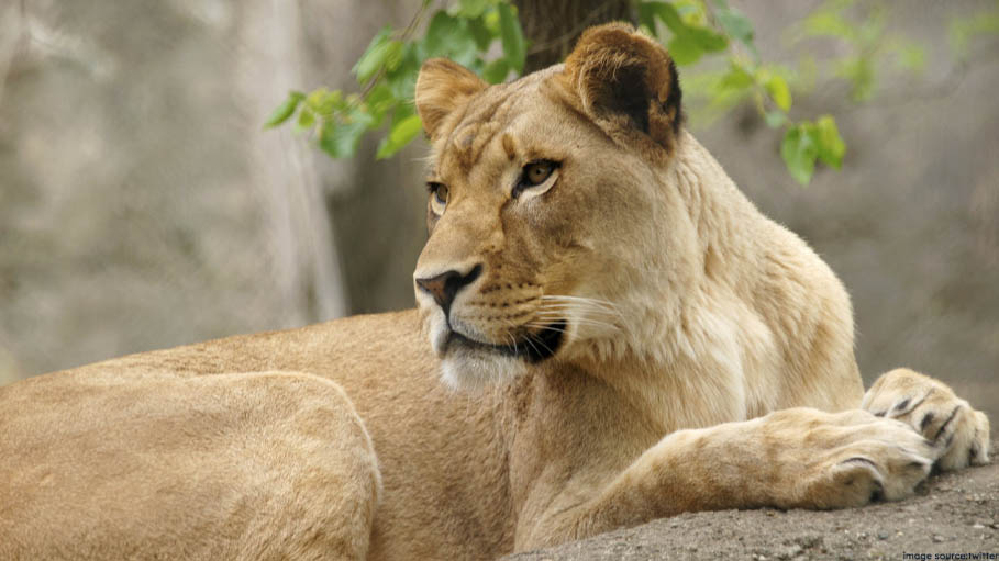 Lioness Kills a Boy in Gujarat's Amreli