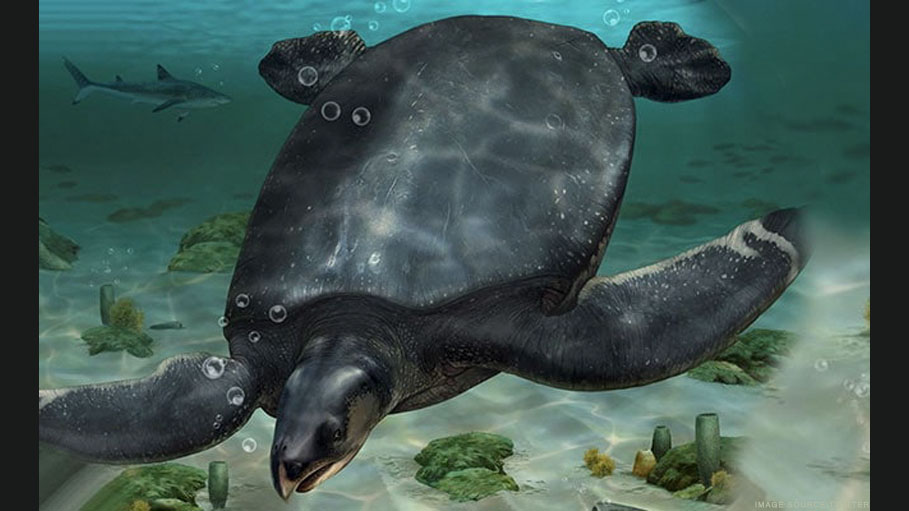 Car-Sized Turtle Fossils Discovered: Spain