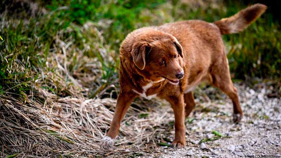 World's Oldest Dog Bobi, 30, is One of the Luckiest