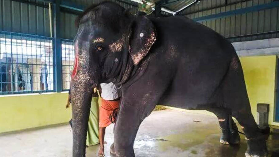 Won't Return Elephant Joymala to Assam: Tamil Nadu to Madras High Court