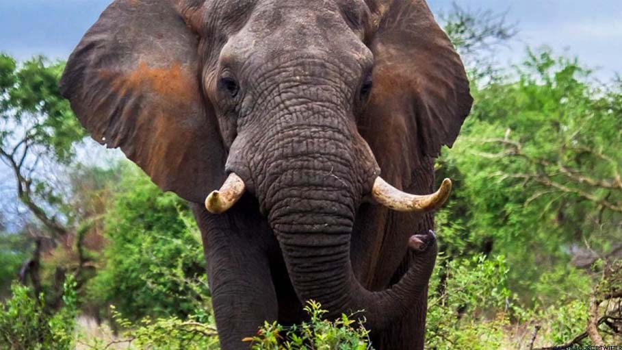 Assam Elephant Attack Kills At Least 3