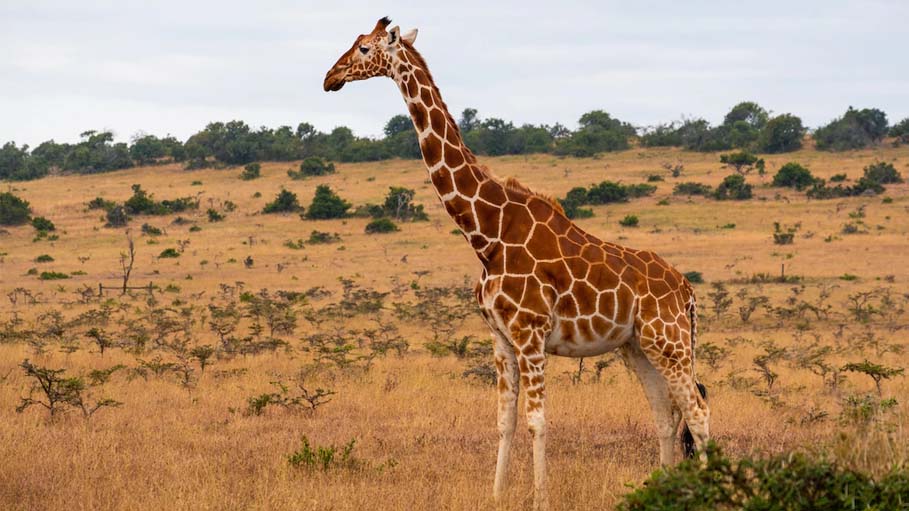 16-Month-Old Baby Killed in Rare Giraffe Attack: South Africa