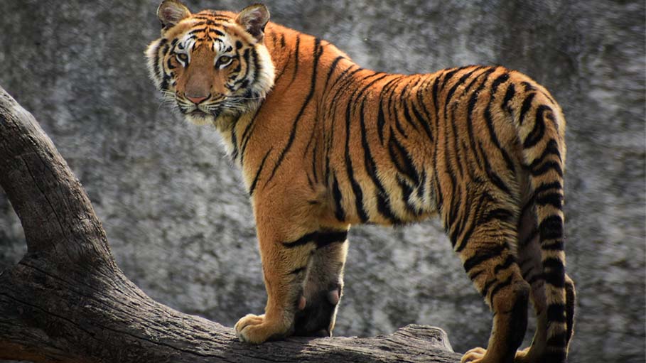 India Lost 329 Tigers in 3 Years, Including 29 Due to Poaching