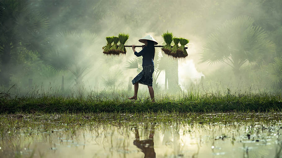IFC Offers $3 mn Loan to SLCM Limited to Reduce Post-Harvest Losses in Myanmar