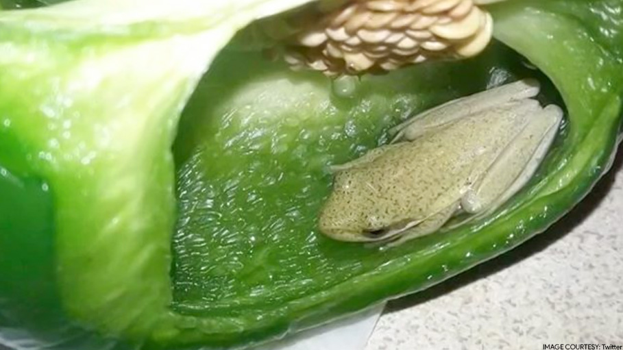 Canadian Couple Find Live Frog in Dinner, Internet Amazed