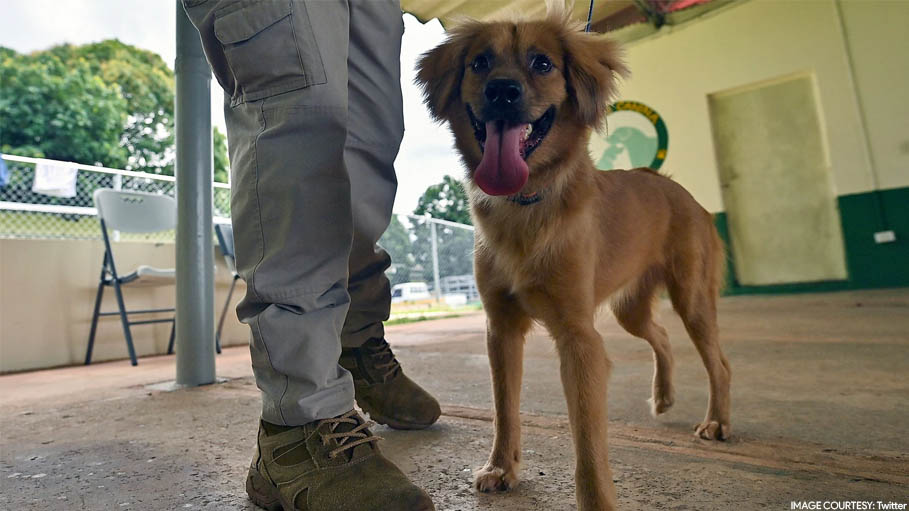 Port Workers Open Shipping Container after 40 Days. Inside Was a Bruised Dog