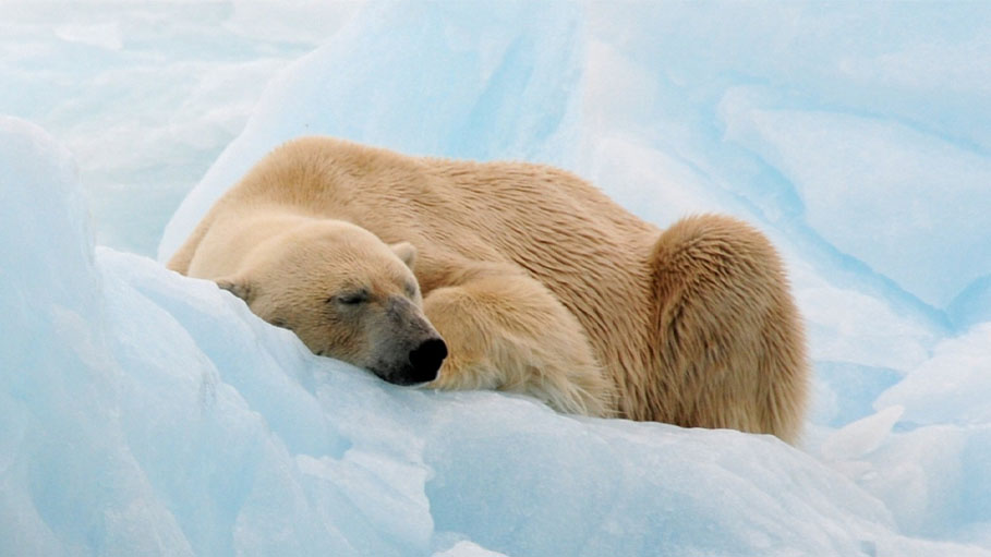 Polar Bear Dies from Bird Flu as H5N1 Spreads Across Globe