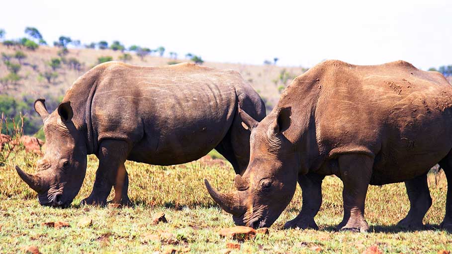 "To Save Iconic Species' Extinction": Northern White Rhino Embryos Created