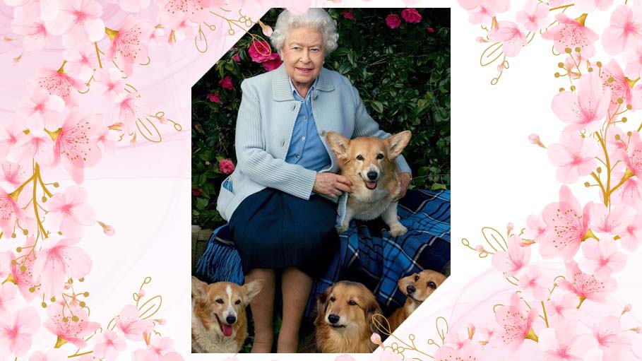 Cuddles with Corgis to Celebrate Queen's Favourite Dogs