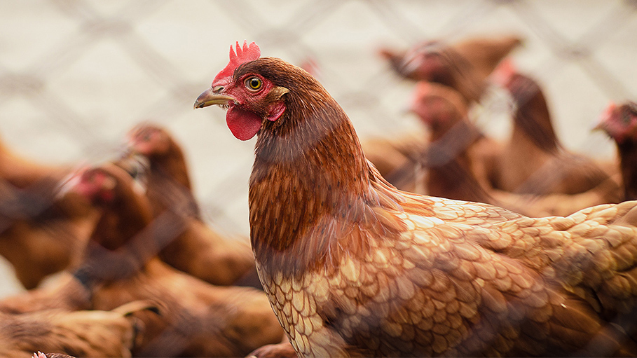Chicken Consumption is Safe, No Links to Coronavirus Outbreak