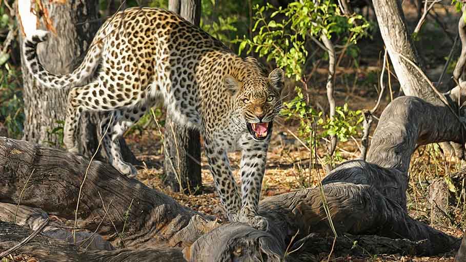 Leopard Spotted in Pune Premises of Defence Research Body