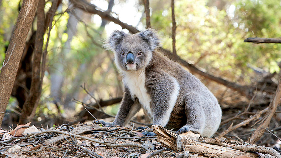 This Australian Woman Was Hailed a Hero for Rescuing Koala from Bushfire